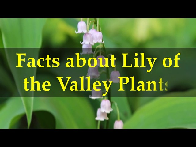 Lily of The Valley l Astounding Fact - Our Breathing Planet