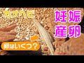 カナヘビが卵を産んだ 交尾から産卵までの記録 カナヘビが卵を産んだ 交尾から産卵までの記録