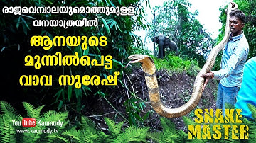 During the forest journey with King cobra,Vava Suresh bumps into an Elephant | Snakemaster