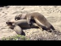 Elephant Seals mating on a California Beach while baby seal watches