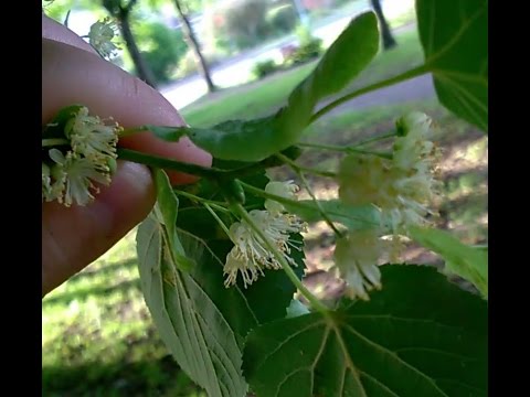 Video: När Ska Man Skörda Lindblommor? Hur Man Torkar Lindblommor För Te För Vintern? Vilken Tid Kan Du Skörda Färgen För Torkning?