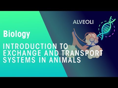 Exchange and transport systems in animals | Physiology | Biology | FuseSchool