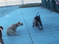 Presa Canario Playing with Two Pitbulls