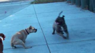 Presa Canario Playing With Two Pitbulls