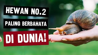 BERBAHAYA❗ Fakta Mengejutkan Siput Raksasa Sebesar Kepala Manusia #faktahewan #faktaunik #siput