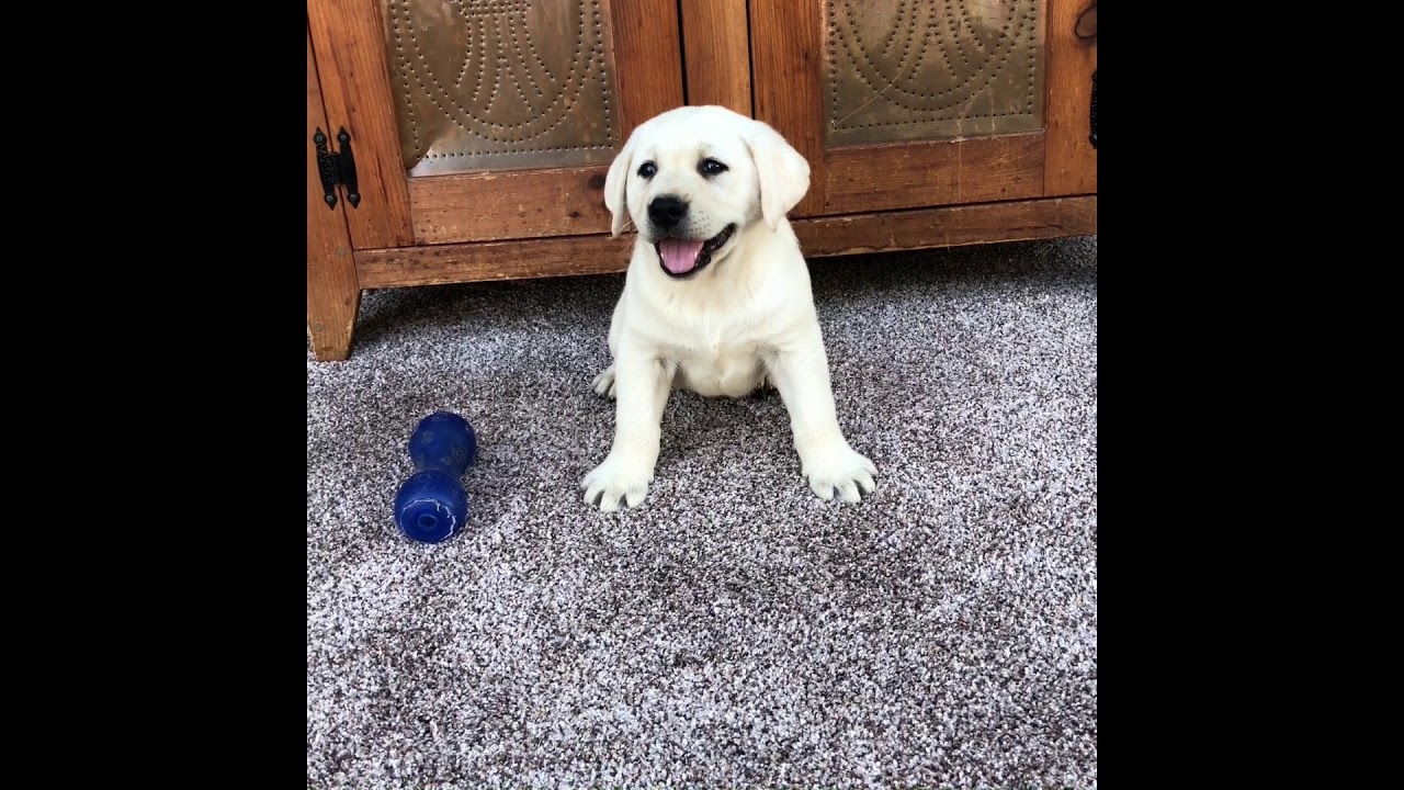 Clarabelles Pups YouTube