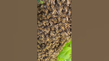 Natural Honey Bee Sound 🐝