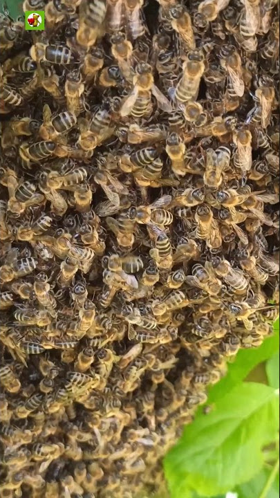 Natural Honey Bee Sound 🐝