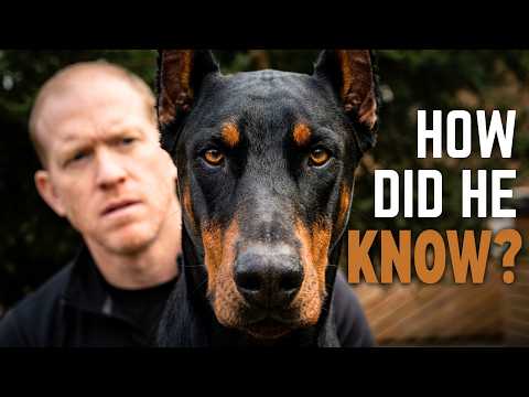 The Hidden Language of Dobermans (Once You See It, You Can’t Unsee It)