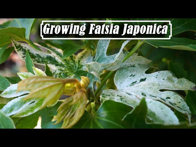 green dragon plant Golden Dragon 'Philodendron' 6" Pot / Light Green / Without Pot