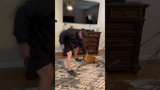 Luna trained personal protection malinois biting hidden sleeve