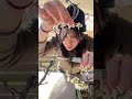 ウメの挿木