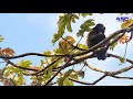 Animal monkay in forest - Amazing birds nature sound - Beautiful forest nature video