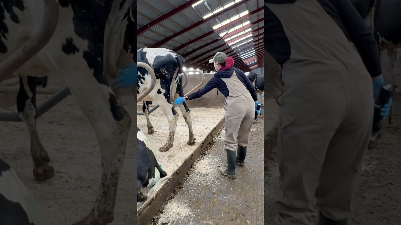🐄✨ Cow Hygiene 101 – Farm Girl Shows Simple Tail Trimming in Action