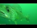 Underwater walleye strikes on worm harness and spoons