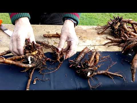 Video: Peonía De árbol. Reproducción Por Injerto