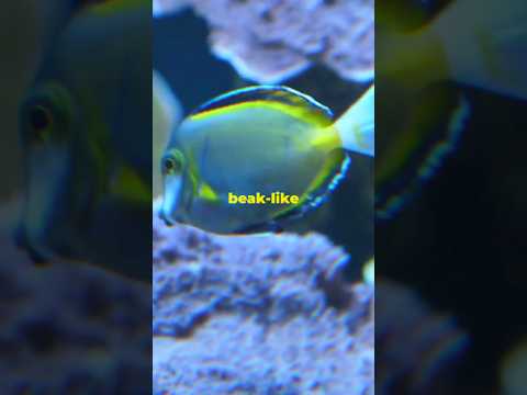 Parrotfish: The Unsung