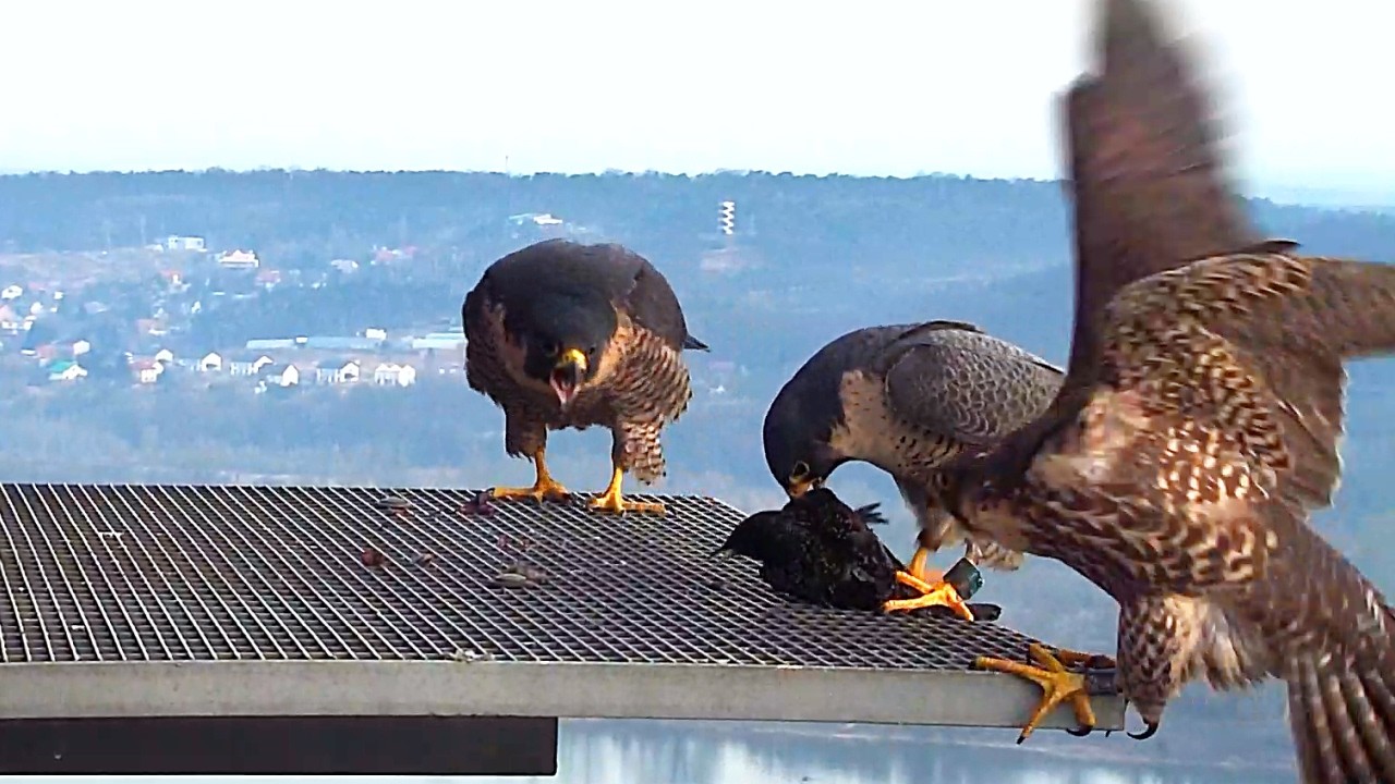 Zazamka Szkwał i Odys 8 03 2026 Włocławek sokoły wędrowne