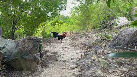 bẫy gà rừng ngày 7/12/2025 bổi sung mà hơi gió vẫn lụm dc nha ae xem vui nhe 🐔🐔