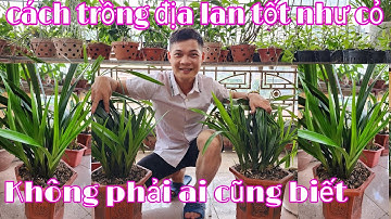 Chăm sóc địa lan chưa bao giờ dễ đến thế, cách trồng và chăm sóc địa lan | phong lan rừng phúc vân