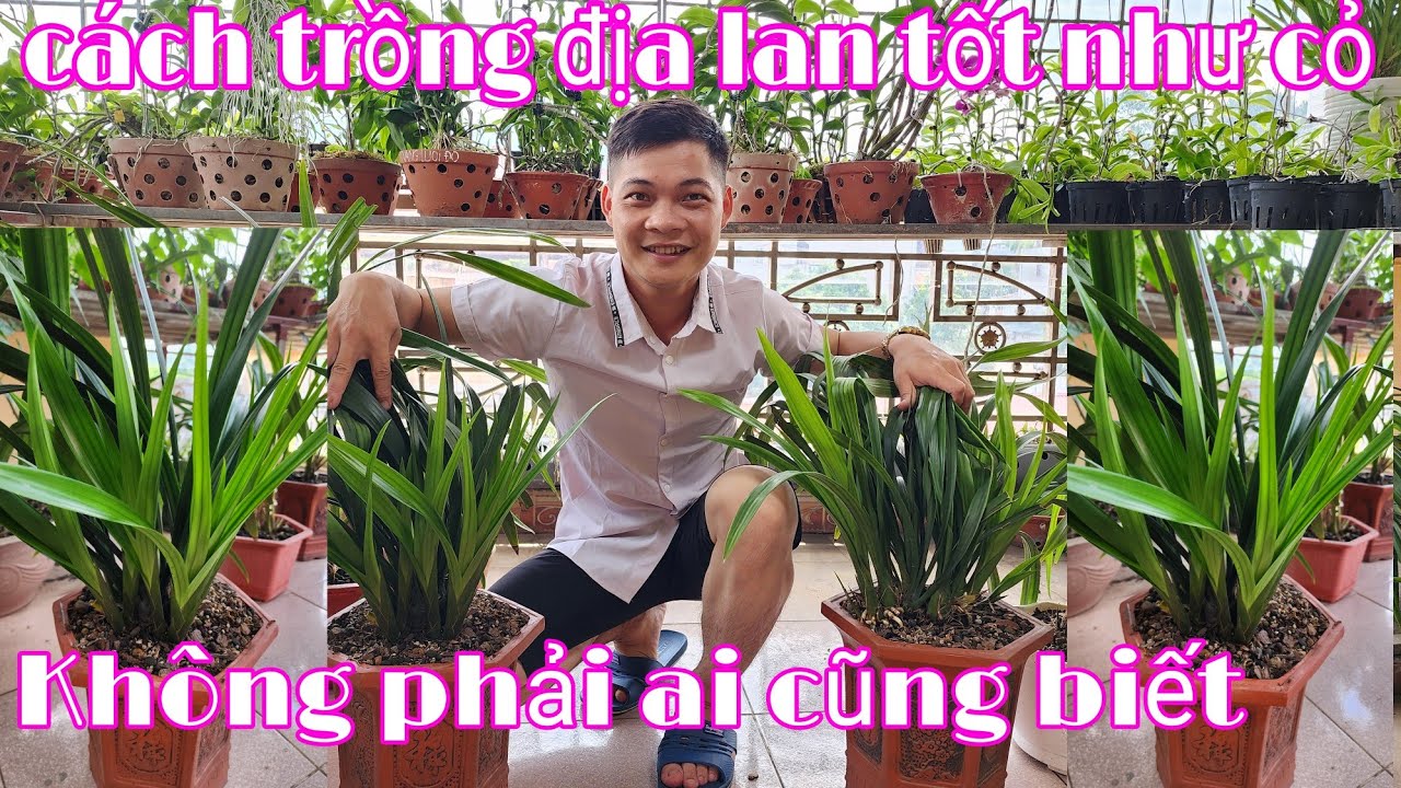 Chăm sóc địa lan chưa bao giờ dễ đến thế, cách trồng và chăm sóc địa lan | phong lan rừng phúc vân