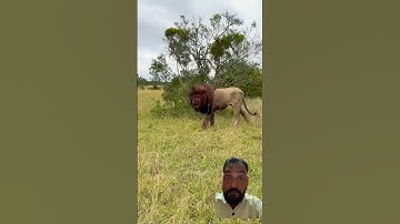 Shocking Lion After Intense Battle 😱 omg