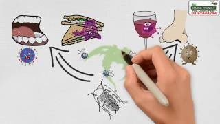 How to get rid of Cockroaches ? Cockroach Pest Control Perth 0424800001