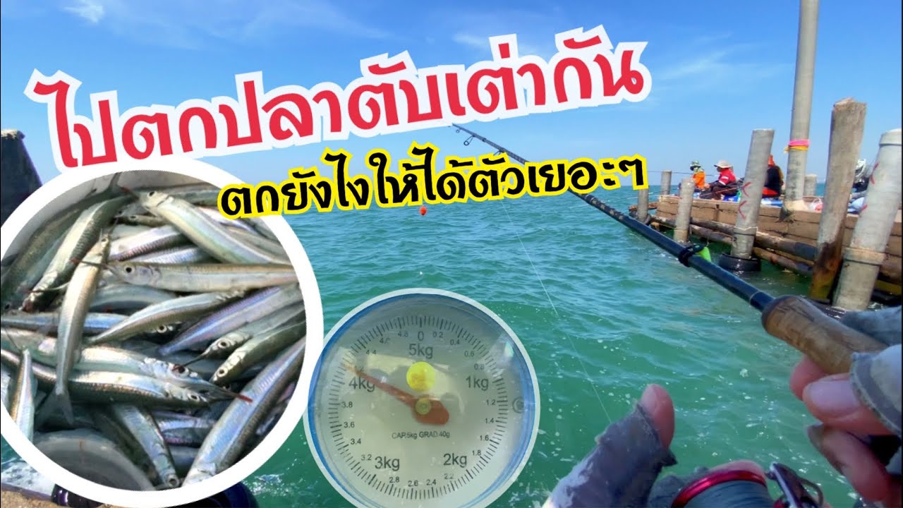 PSCH ตกปลาตับเต่า ได้เยอะมาก สะพานปลานาเกลือซอย12 พัทยา Ep4