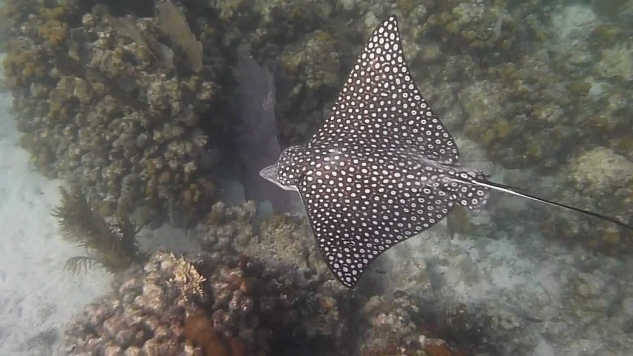 Image result for spotted eagle ray