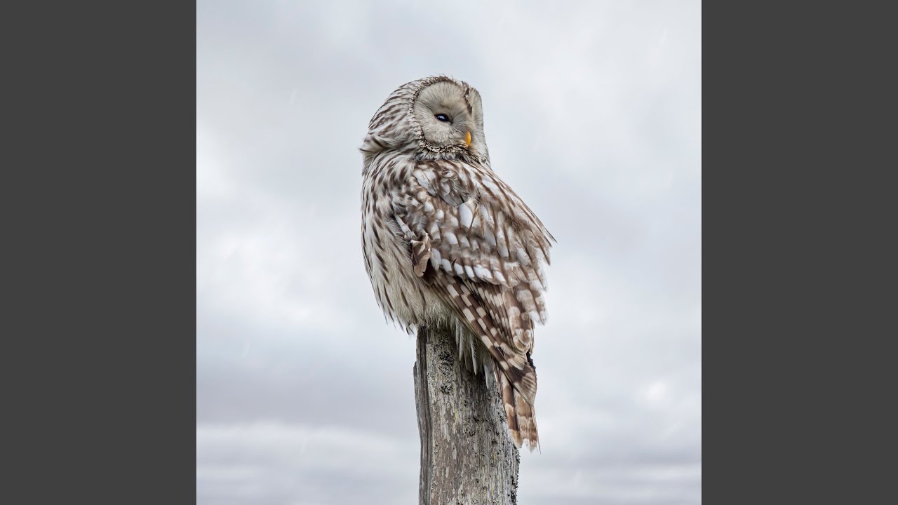 Elven Sanctuary (Acoustic Version)