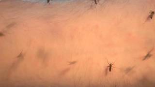 Mosquito blood feeding time-lapse 2 by Perran Ross 36,782 views 6 years ago 17 seconds