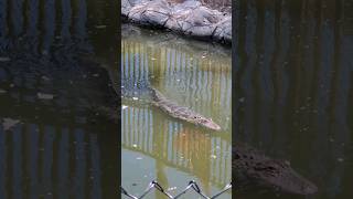 #feeding #baby #gators #food #wildlife