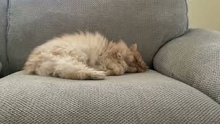 8 year old Persian cat enjoying an afternoon nap! 😴 💤 by Persian Cat Corner 17 views 3 months ago 53 seconds