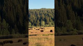 Rutting Or The Rut American Bisons Summer Mating Season