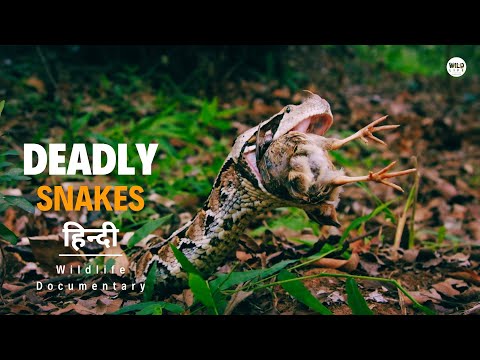 Deadly Snakes - Africa, हिन्दी डॉक्यूमेंट्री | Wildlife documentary in Hindi