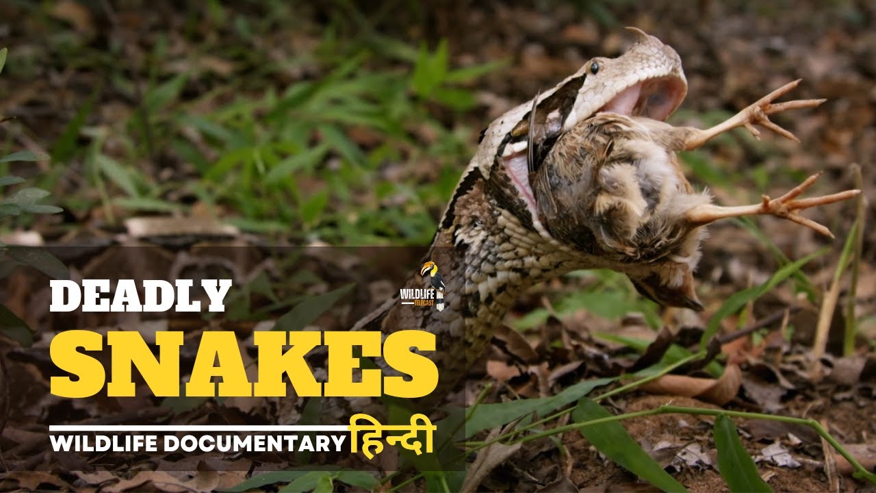 Deadly Snakes   Africa    Wildlife documentary in Hindi