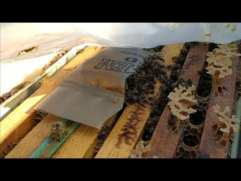 Beekeeping - In January, I gave the bees a protein protein bee cake for trial purposes.