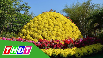 Bó cúc mâm xôi khổng lồ vàng rực ở Làng hoa Sa Đéc | THDT