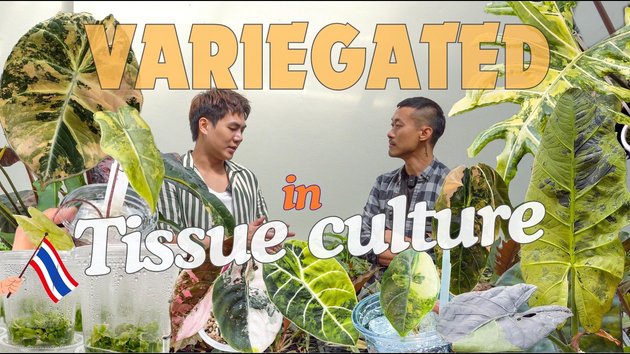 Скрытая наука, лежащая в основе пестрых алоказий | В лаборатории растений Таиланда