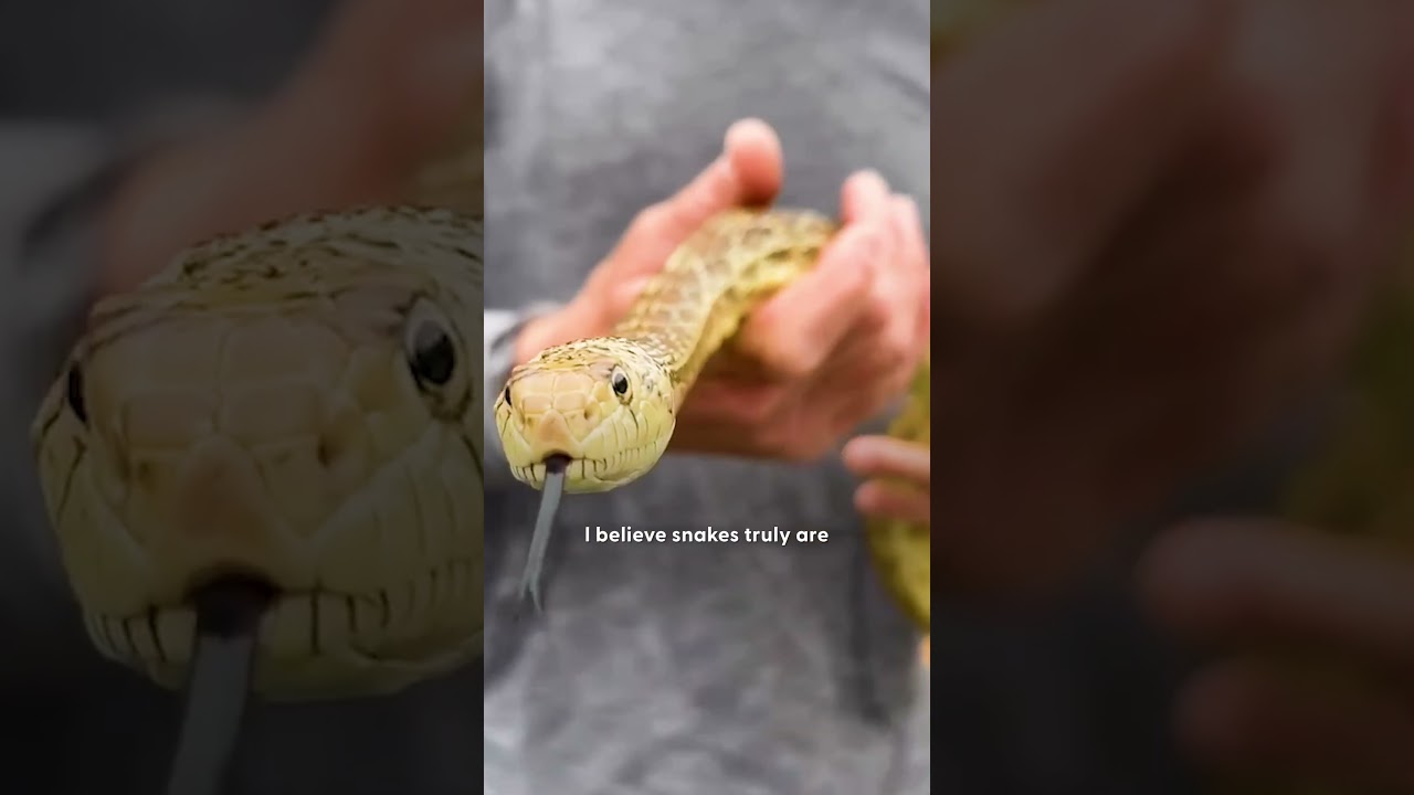 Man Saves Tons Of Venemous Snakes As A Hobby | The Dodo