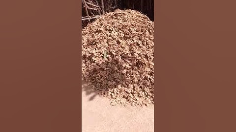 Fresh Ginger to be processing to dry ginger