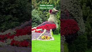 Dahlia Garden, Mainau Island #germany #flowers #shorts #fyp#fy #song San Francisco by Scott #music