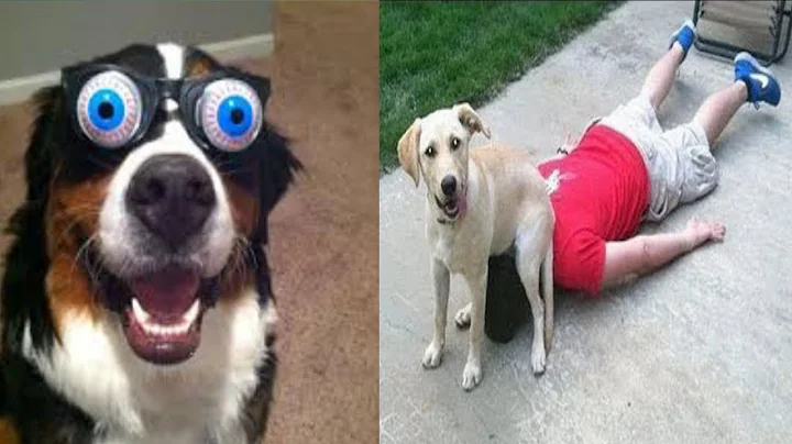 Video 2458111: cats collection funny, collective animals funny, cats dogs funny animals