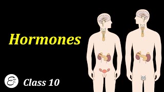Hormones in Animals || in Hindi for Class 10
