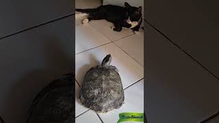 TERKEJUT‼️ KUCING TAKUT KURA KURA