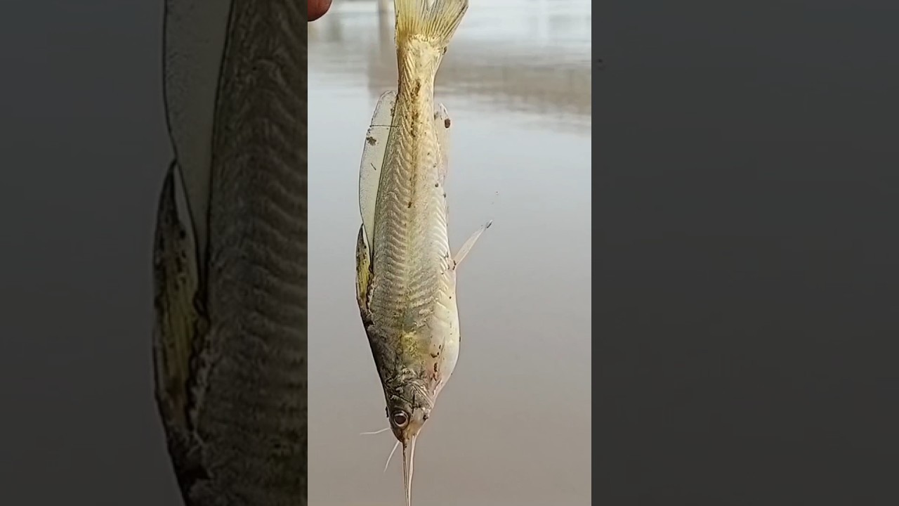 People Hunting Fish In The River Sutlaj