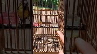 Panggilan Sogon Biar Ikut Bunyi