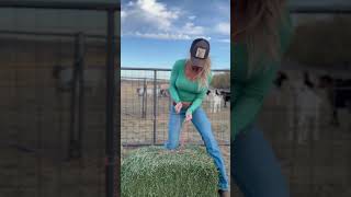 #goat #usa #farming #country #fyp