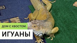 Игуаны \ Разведение и содержание в домашних условиях \ Дом с хвостом