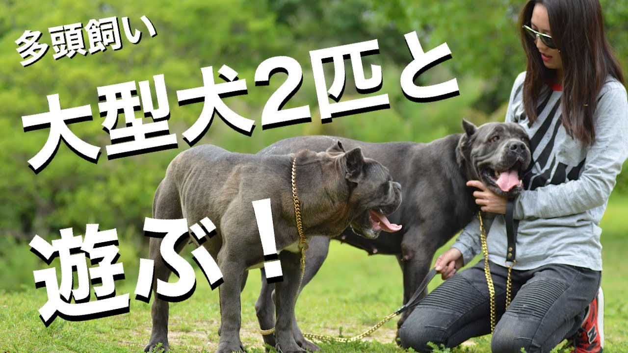 おしゃれな 多頭飼い 大型犬と遊ぶ カネコルソ 編 Dog Walking And Playing Cane Corso Youtube